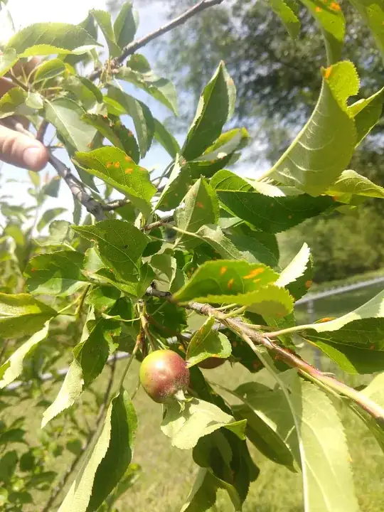 I have an apple growing with the surrounding leaves covered in orange spots