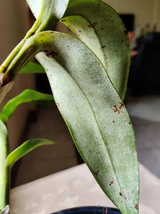 Underside of the ones that do not have the spots
