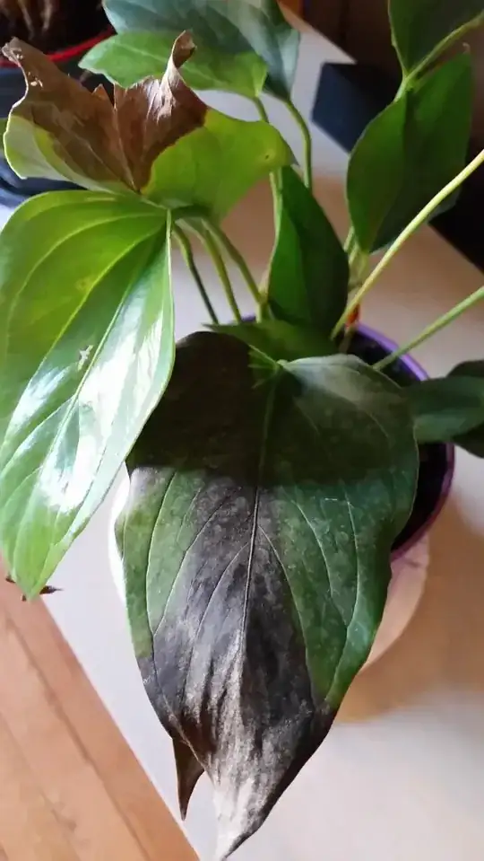 Plant 2