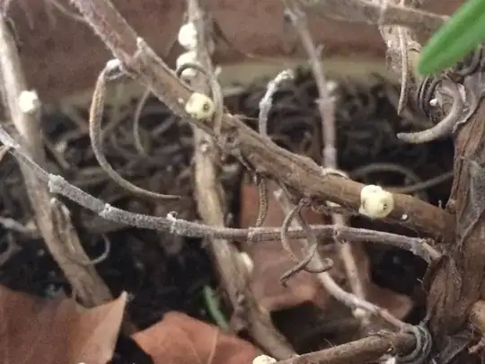 waxy things on plant