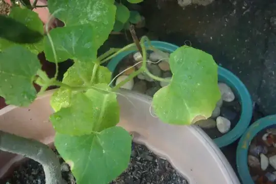 Honey Dew Melon