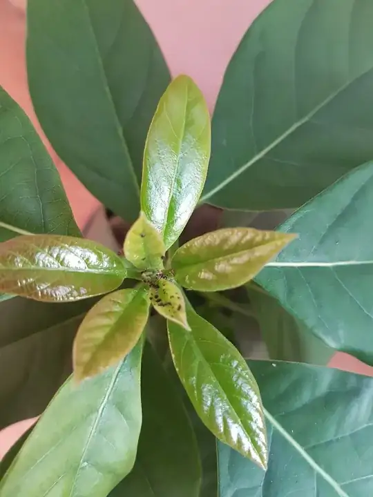 Ants on tip of avocado plant