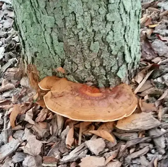 Base of apple tree