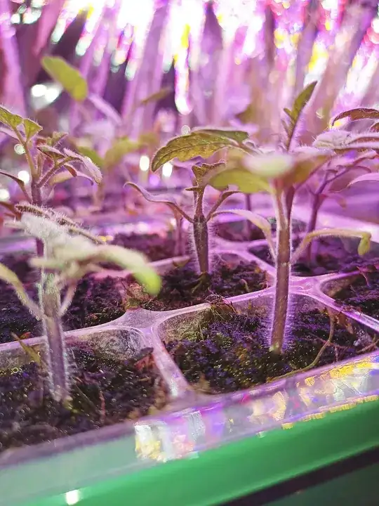 Tiny Tim Tomato 1