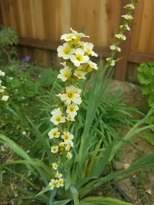 Chilli plant with tall stem, marked with potential trim level
