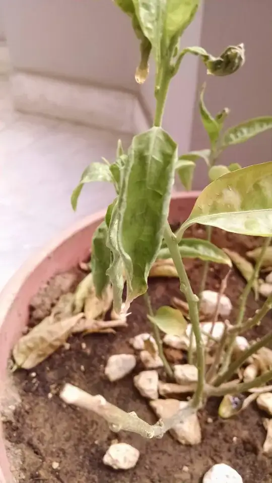 curly and wilting leafs