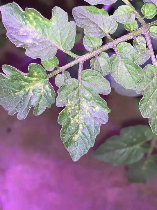 Yellow spots on tomato leaves