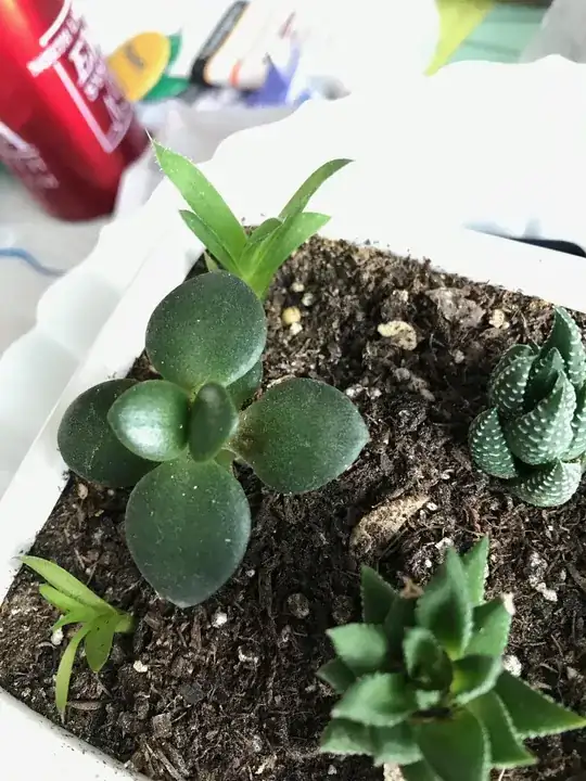 Small Jade plant with a brown spot on a leaf, near the stem.