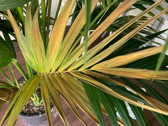 yellow/brown leaf