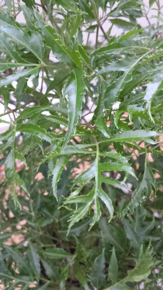 Close up of leaves