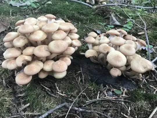 Partially eaten by something