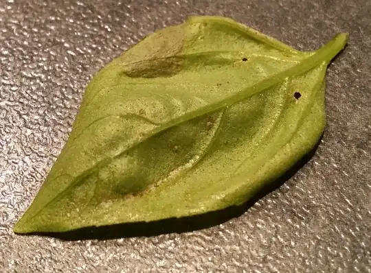 underside of basil leaf