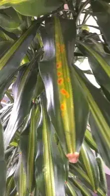 This leaf already has multiple brown marks