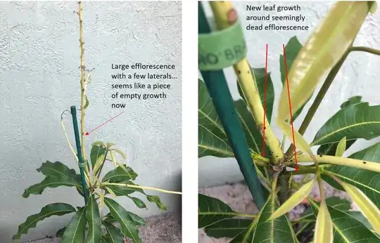 Picture detailing 'leftover' growth and new growth