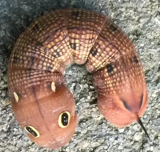 weird caterpillar