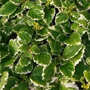 swedish ivy