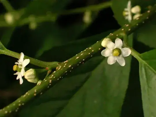 Winterberry pic
