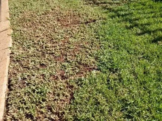 Lawn for comparison