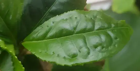 leaf