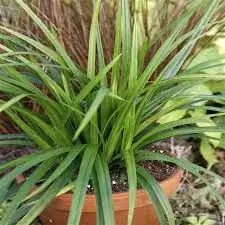 Photo of Japanese sedge grass, unvariegated, outdoors
