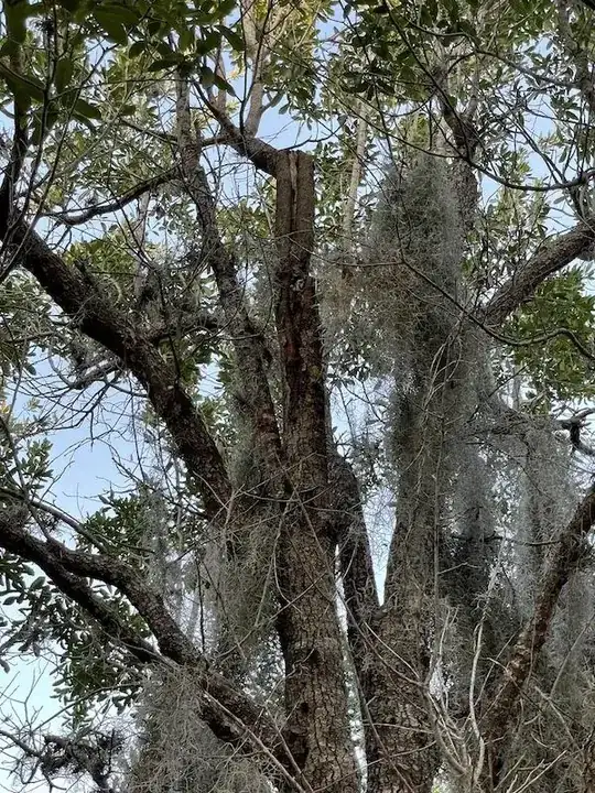 leader branch