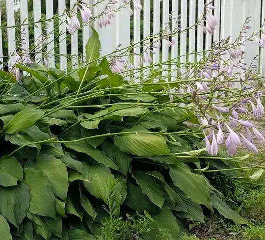 hosta