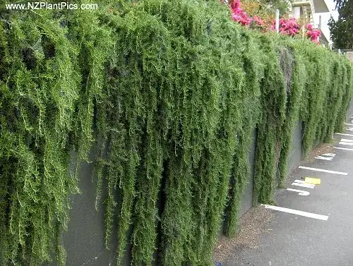 Trailing rosemary