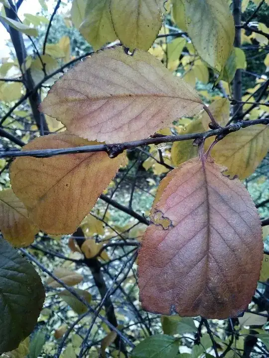Avocado leaves with brown markings
