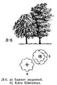 Example of 2 tree complementary placement