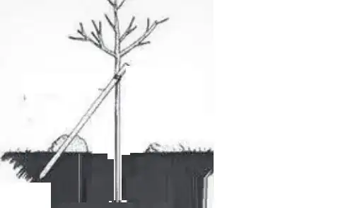 anchor your willow tree