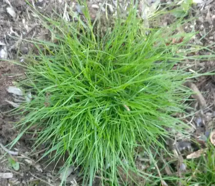 Grass picture 1