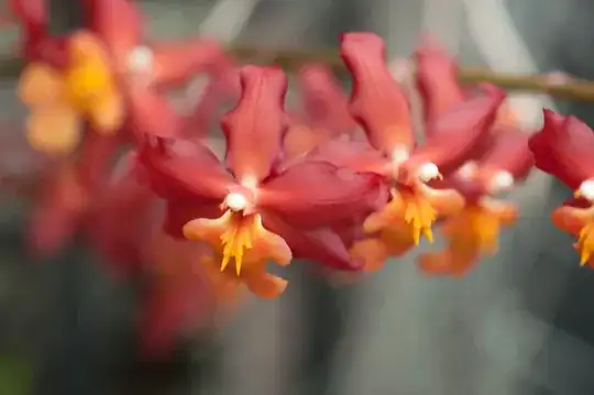 Red Stars Rooster