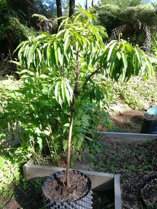 Dwarf peach tree