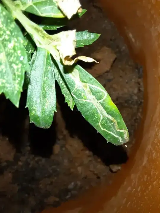 Plant leaves