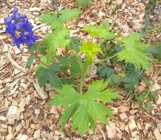 Wild Tree