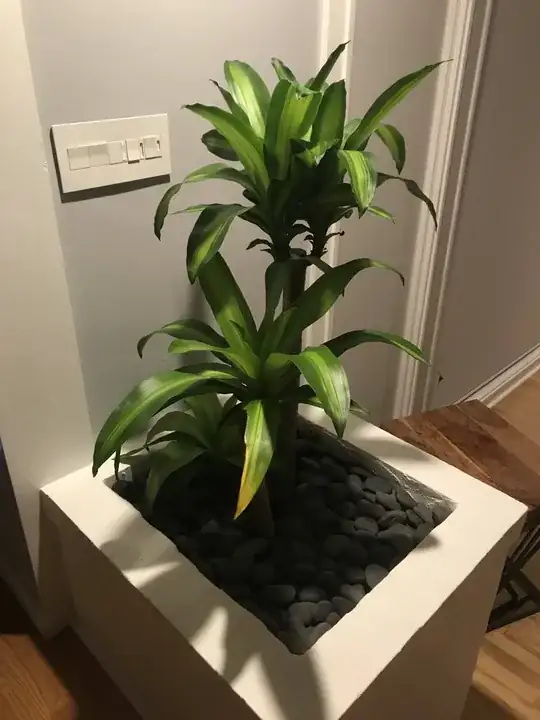 plant