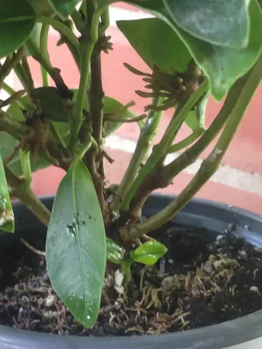 Dipladenia roots