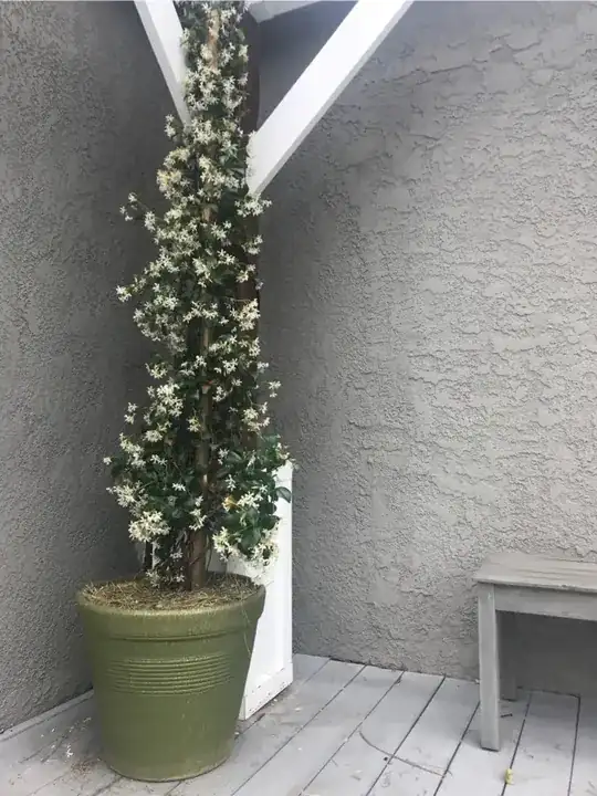 full plant