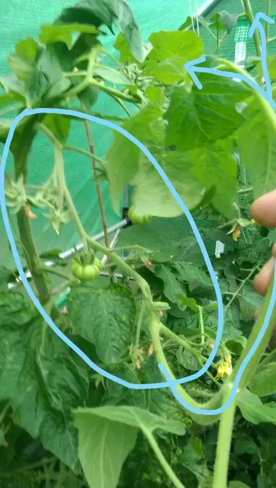 tomato truss with megashoot on the end