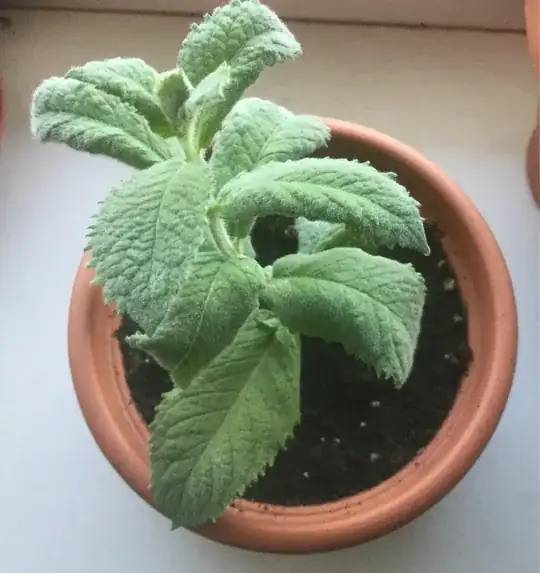 probably apple mint