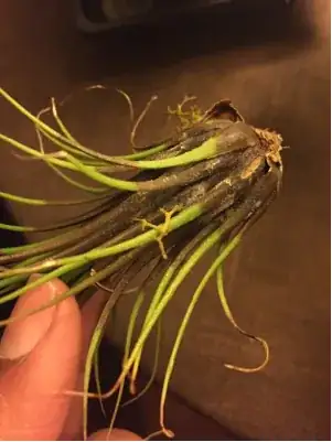 airplant
