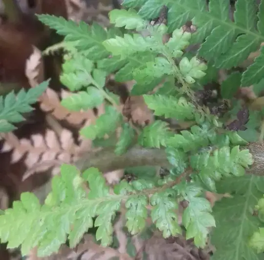 Blackening edges of leaves