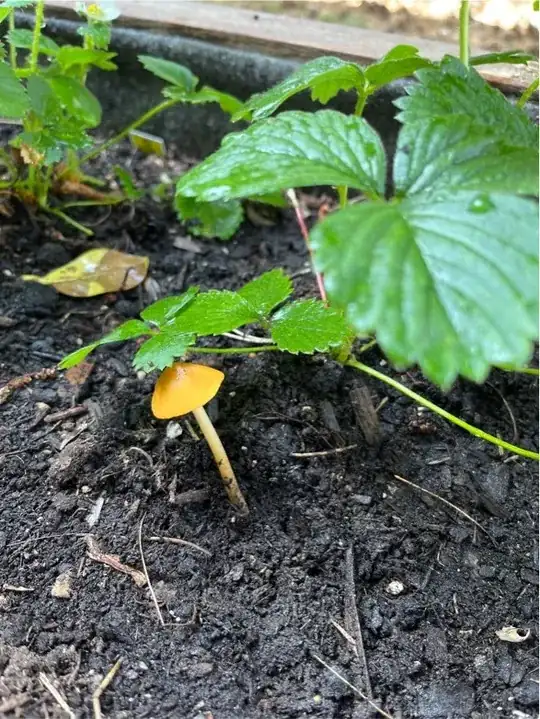 garden bed mushroom