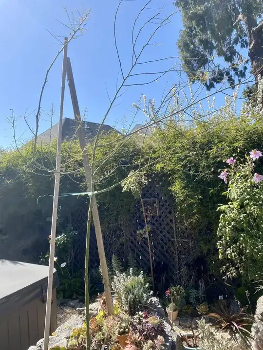 Palo Verde