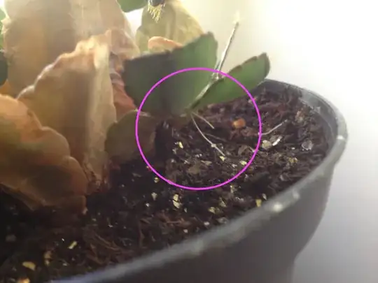 Bigger plant #2