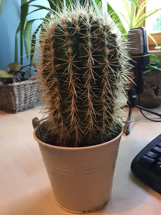 the cactus