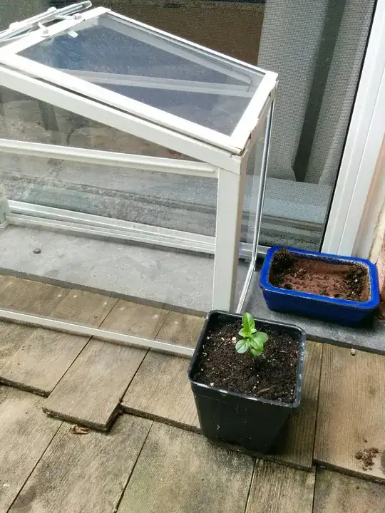 bonsai