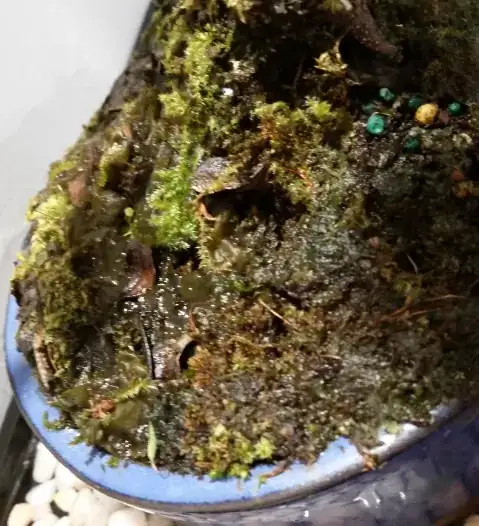 another soil close up