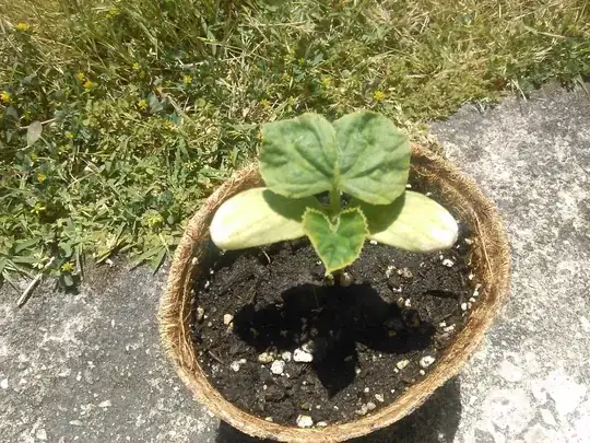 seedling_1
