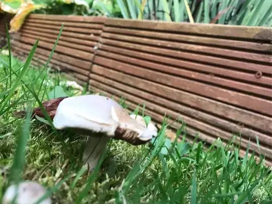 mushroom